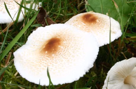 Top 10 loai cay giong het bo phan co the con nguoi - Anh 3