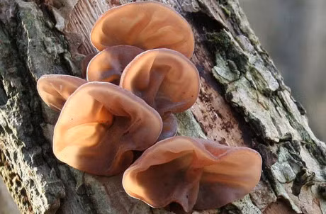 Top 10 loai cay giong het bo phan co the con nguoi - Anh 8