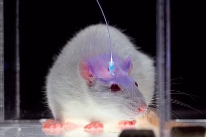 Chứng sợ hãi có thể chữa khỏi bằng... ánh sáng