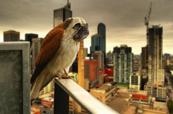 "Chết cười" với những hình ảnh động vật bị photoshop ảnh 7