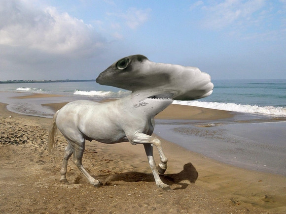 "Chết cười" với những hình ảnh động vật bị photoshop ảnh 14