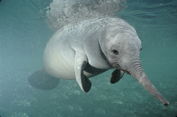 "Chết cười" với những hình ảnh động vật bị photoshop ảnh 10