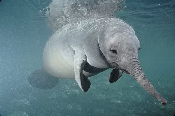 "Chết cười" với những hình ảnh động vật bị photoshop ảnh 10