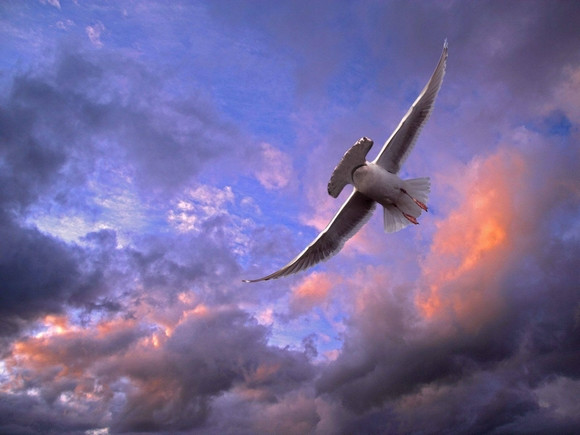 "Chết cười" với những hình ảnh động vật bị photoshop ảnh 12