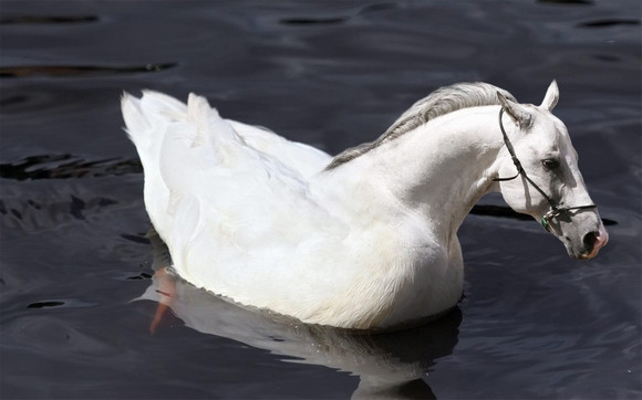 "Chết cười" với những hình ảnh động vật bị photoshop ảnh 9