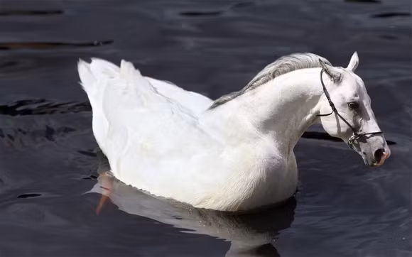 "Chết cười" với những hình ảnh động vật bị photoshop ảnh 9