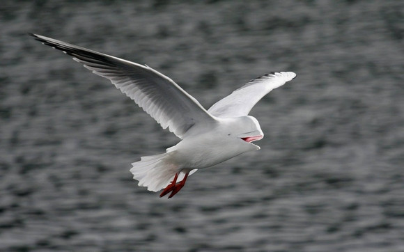 "Chết cười" với những hình ảnh động vật bị photoshop ảnh 11