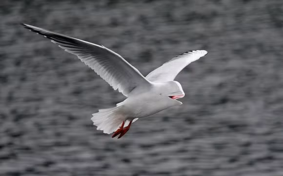 "Chết cười" với những hình ảnh động vật bị photoshop ảnh 11