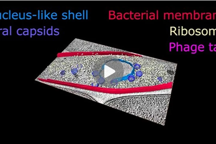 Con người xuất hiện trên Trái đất nhờ virus