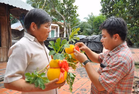 Dua ho lo vang ruc phuc vu 