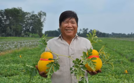 Dua ho lo vang ruc phuc vu 