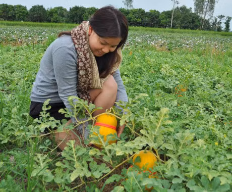 Dua ho lo vang ruc phuc vu 