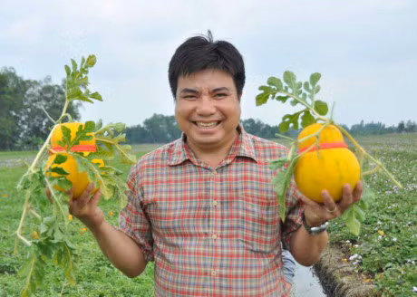 Dua ho lo vang ruc phuc vu 