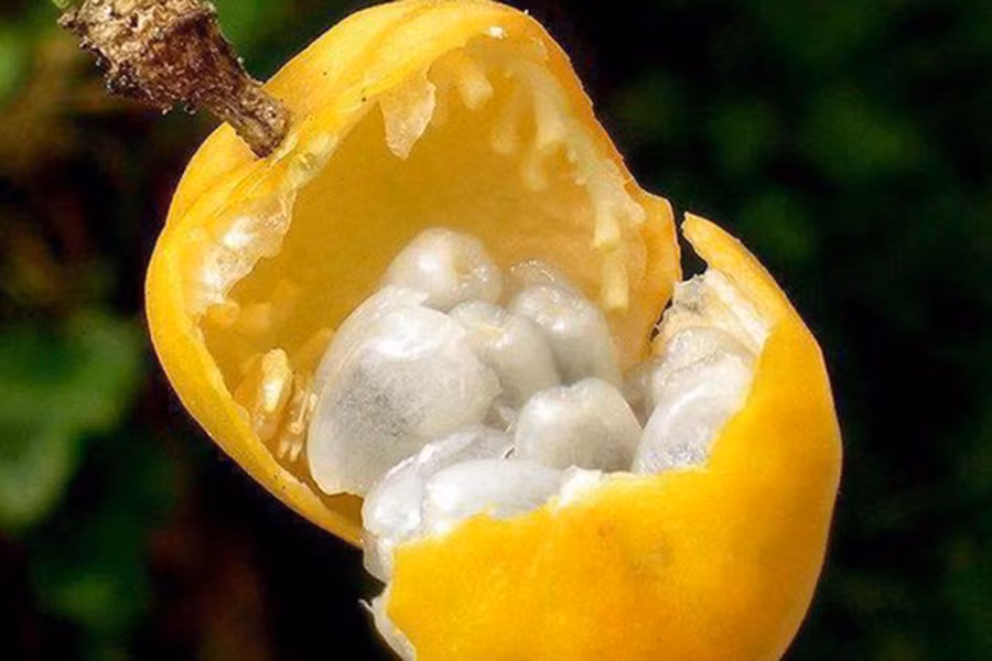 Tuy nhiên, trái dủ dẻ rừng khá bé và số lượng quả chín ở mỗi cây không nhiều nên loại quả này thường được người dân tiện thể tìm hái khi đi lao động ở khu vực ven đồi núi để mang về cho con trẻ ăn, chứ ít ai tìm hái để bán.