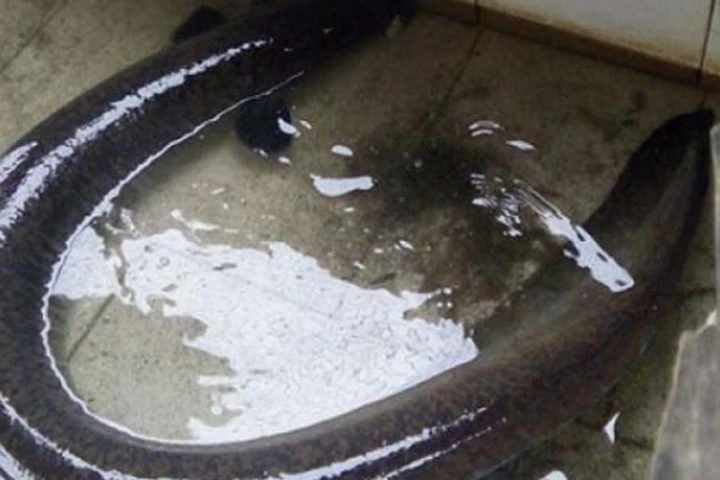 Cận cảnh cá lệch nặng gần 12kg trên sông Lam mắc câu