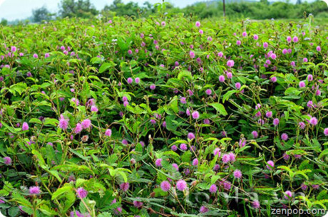 Trinh nữ - Cây thuốc kì diệu cho chứng khó ngủ, ngủ chập chờn - Ảnh 1 Trinh nu - Cay thuoc ki dieu cho chung kho ngu, ngu chap chon - Anh 1