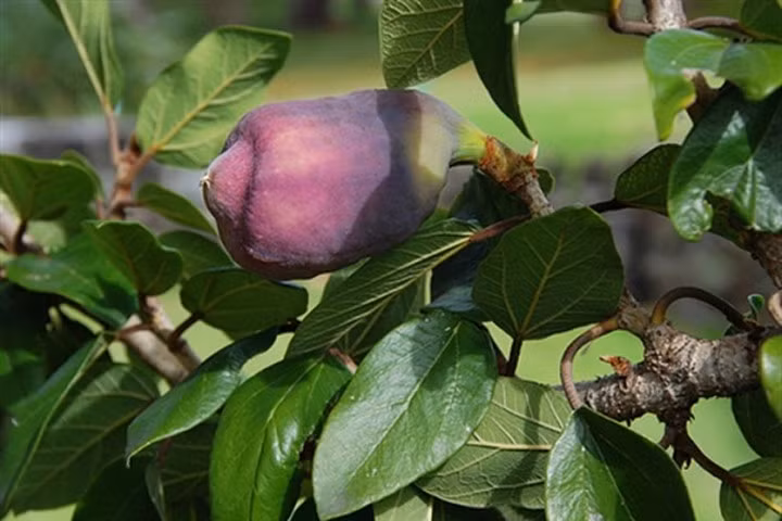 Cây trâu cổ: Lợi sữa, khắc tinh của bệnh liệt dương không phải ai cũng biết