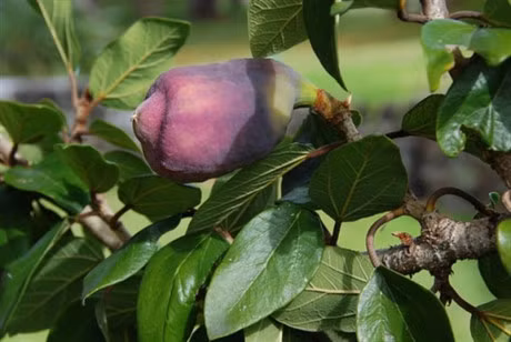 Cay trau co: Loi sua, khac tinh cua benh liet duong khong phai ai cung biet - Anh 1