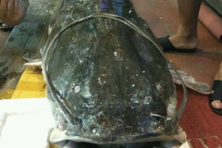 Cận cảnh "siêu" cá lăng khổng lồ trị giá 120 triệu đồng