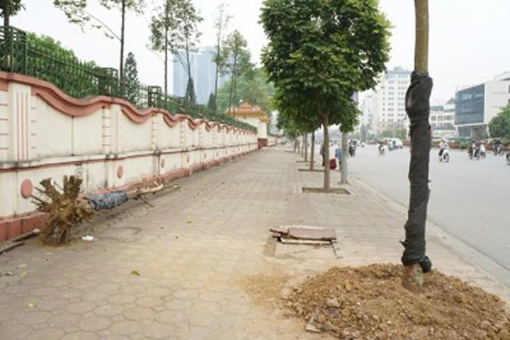 Hà Nội: Cây quấn chăn bông vẫn không... "thoát chết"