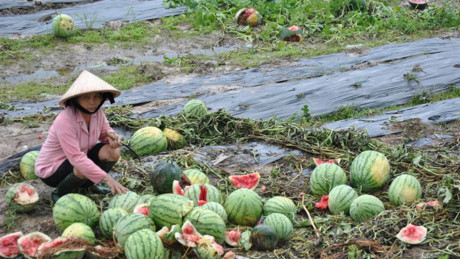 Tiết lộ lý do thương lái Trung Quốc không mua dưa hấu Việt Nam - Ảnh 1 Tiet lo ly do thuong lai Trung Quoc khong mua dua hau Viet Nam - Anh 1