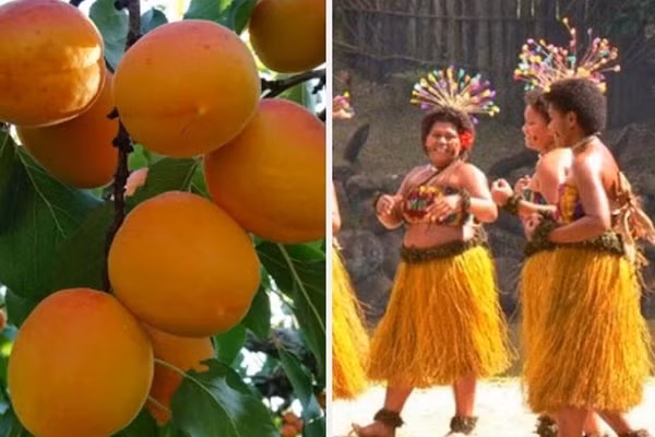 “Giải mã” Fiji, quốc gia duy nhất không có bệnh nhân mắc ung thư