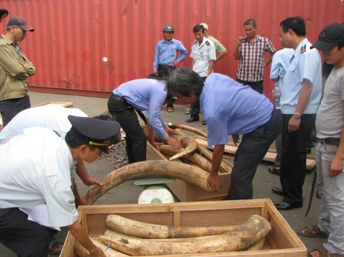 Tập trung điều tra làm rõ đường dây buôn lậu ngà voi 