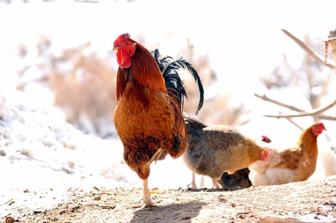 Một phút đứng 1 chân mỗi ngày, tác động kỳ diệu đến sức khỏe thế nào? ảnh 1