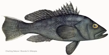 Nhung loai ca can su dung dung cach neu khong muon bi ngo doc - Anh 8