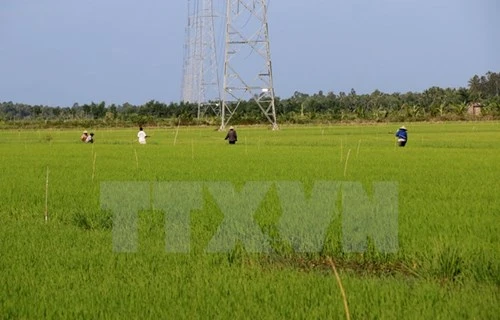 Ảnh minh họa. Nguồn: TTXVN