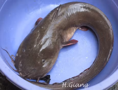 Nhung loai ca can su dung dung cach neu khong muon bi ngo doc - Anh 7