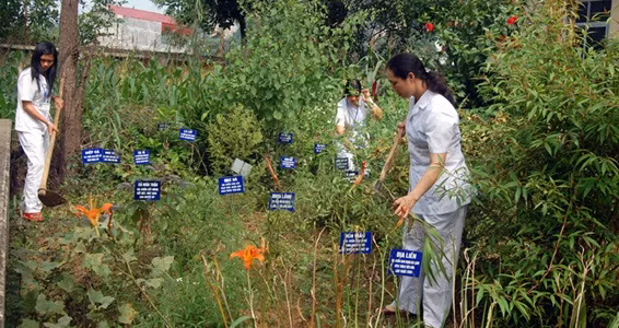 Chính sách đặc thù cho nuôi trồng, khai thác dược liệu