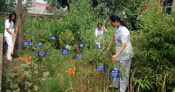 Chính sách đặc thù cho nuôi trồng, khai thác dược liệu