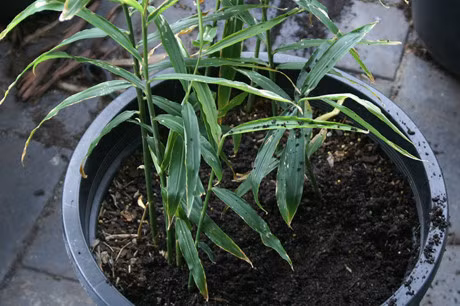 Cach trong gung tai nha cuc don gian de chua bach benh - Anh 5