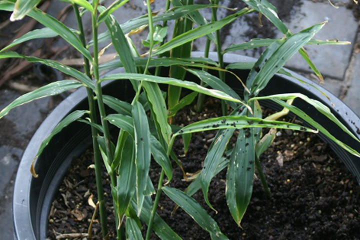 Cách trồng gừng tại nhà cực đơn giản để chữa bách bệnh