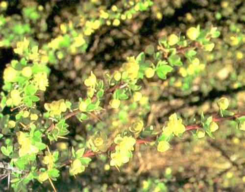 Một cây trong họ Berberis sống phổ biến ở Tây Tạng. Ảnh: Tibet.cn