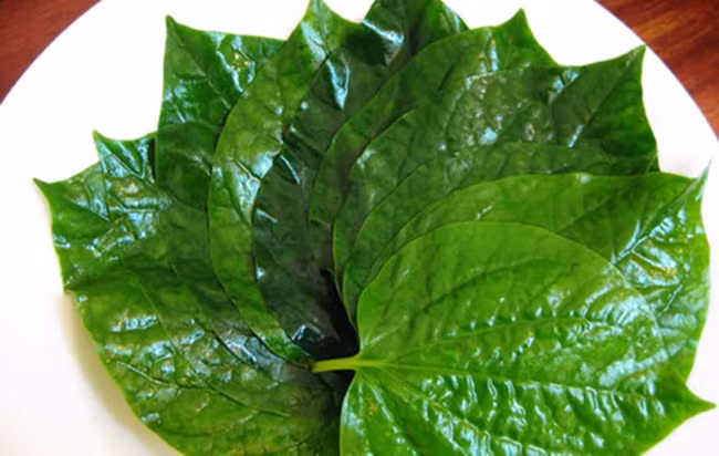 Lá lốt: Bài thuốc quý trị dứt điểm sâu răng, chữa viêm xoang, ngừa sổ mũi chỉ sau 1 đêm