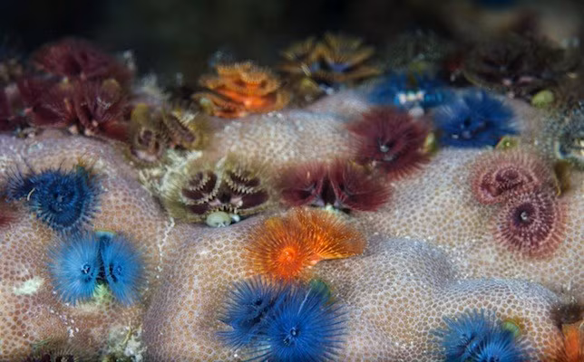 Loài giun cây thông Giáng sinh đẹp mê hồn ảnh 6