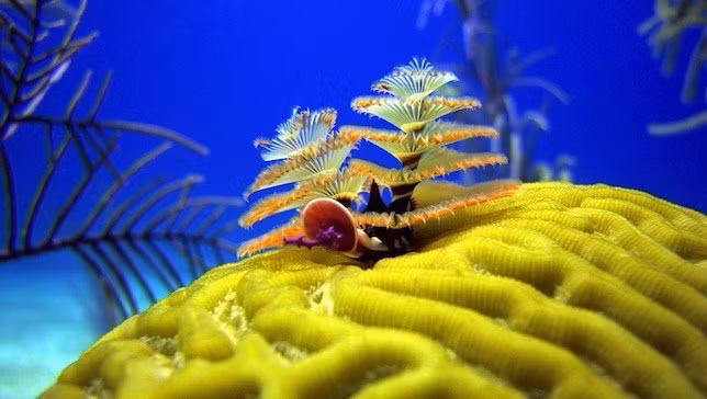 Loài giun cây thông Giáng sinh đẹp mê hồn ảnh 3