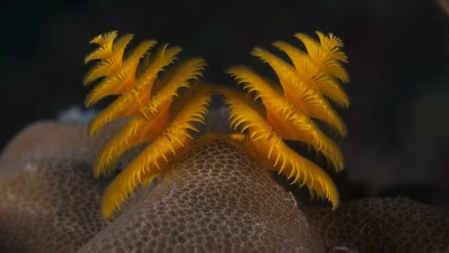 Loài giun cây thông Giáng sinh đẹp mê hồn ảnh 1