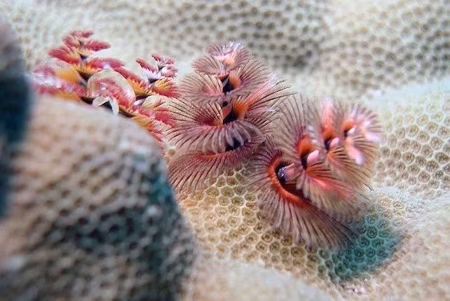 Loài giun cây thông Giáng sinh đẹp mê hồn ảnh 7