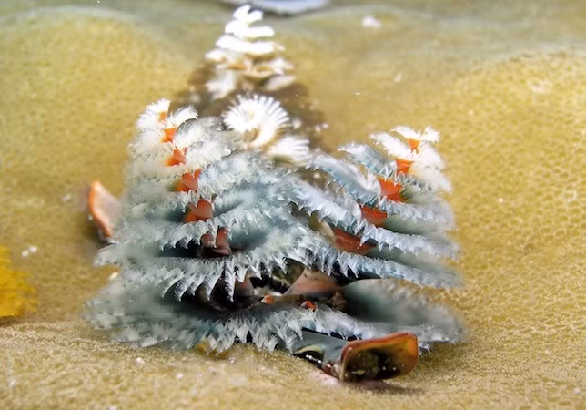 Loài giun cây thông Giáng sinh đẹp mê hồn ảnh 5