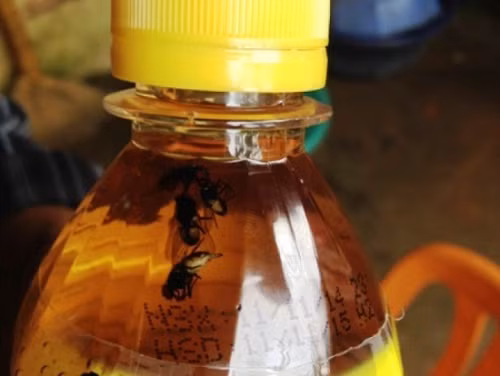 Trà xanh hương chanh C2 của URC vì sao bị thu hồi, phạt 30 triệu đồng? - Ảnh 2