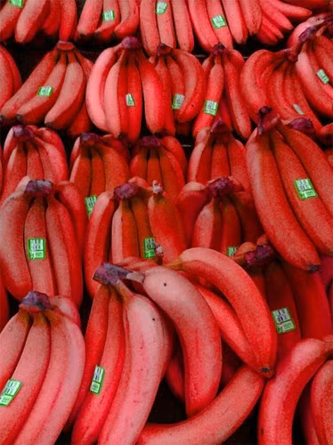 Phát sốt các loại rau quả độc “đẻ” ra tiền ảnh 8