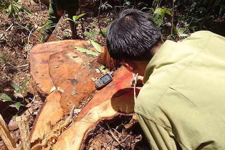 Khám nghiệm hiện trường vụ phá rừng quy mô lớn