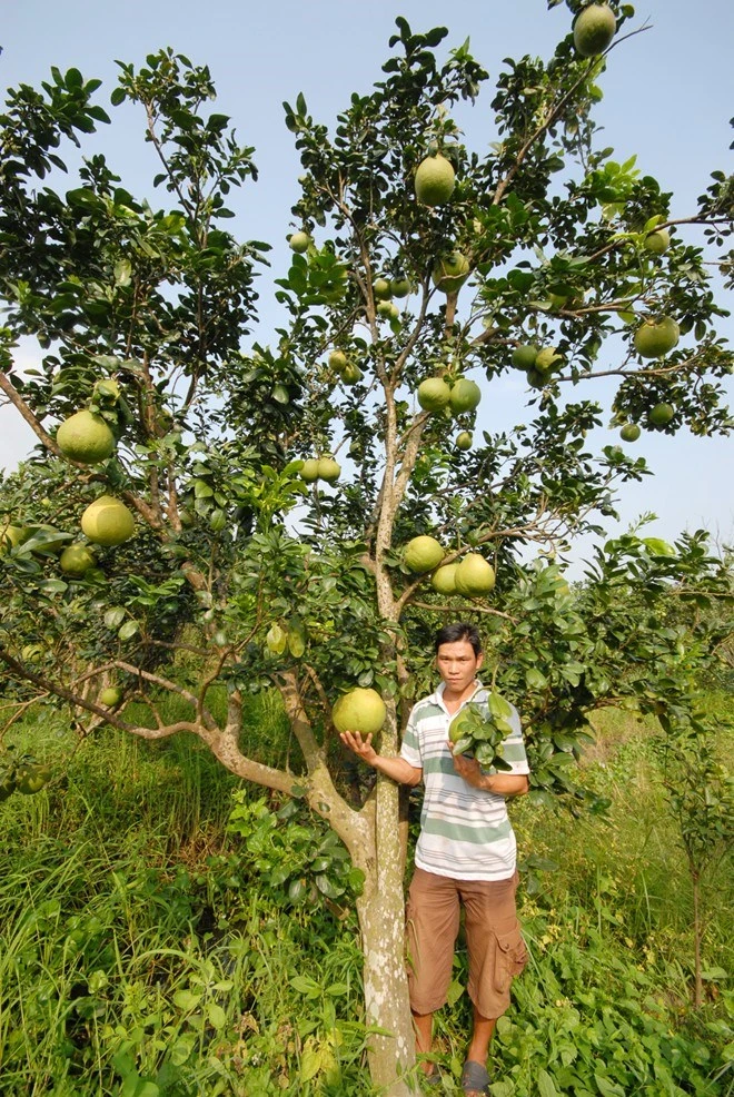 Nhà vườn miền Tây tất bật "tạo hình" trái cây Tết