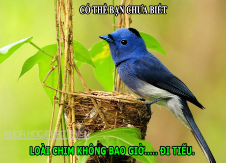 ĐỘC-LẠ: Viagra giúp hoa tươi lâu, chim không thể đi tiểu - Ảnh 3 DOC-LA: Viagra giup hoa tuoi lau, chim khong the di tieu - Anh 3