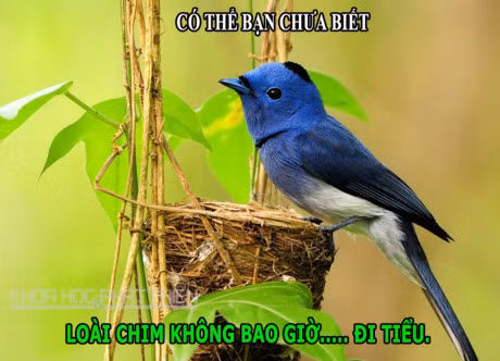 DOC-LA: Viagra giup hoa tuoi lau, chim khong the di tieu - Anh 3