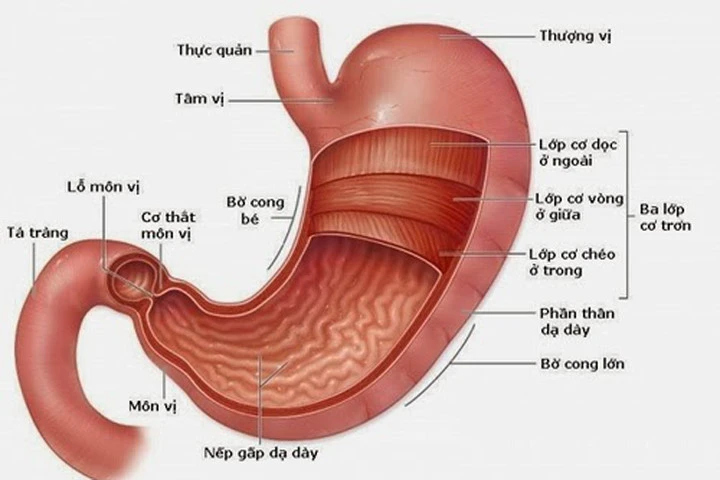 Trào ngược dịch mật dạ dày: Nguyên nhân, chẩn đoán và điều trị