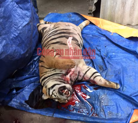 Mua ho song nang 3 ta gia 1 ty ve cat tiet, nau cao - Anh 2